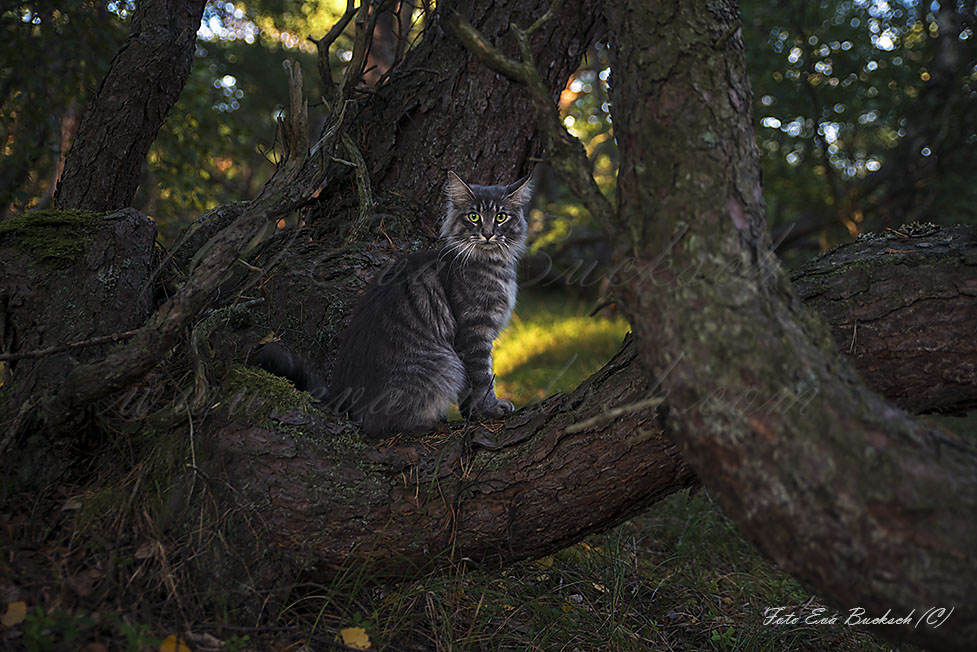 Foto av Eva Bucksch